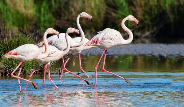 Visit Al Wathba Wetland Reserve