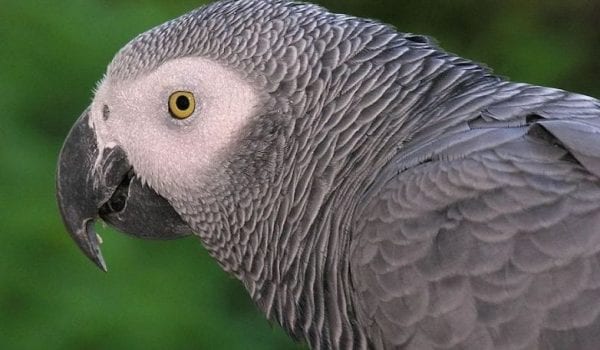 Parrot Power!!