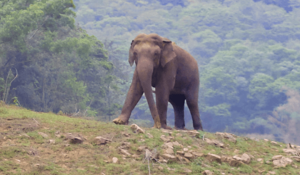 When cricket met wildlife in Idukki… surprise elephant cameo