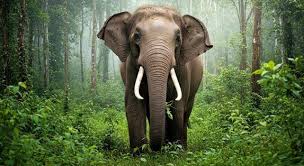 Elephant Makes Unexpected Appearance at Cricket Match in Idukki