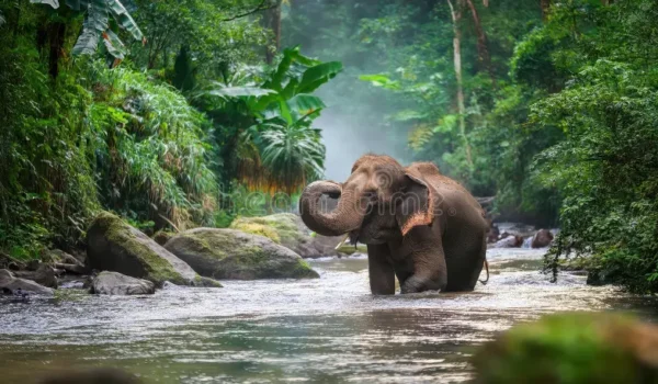 Elephant Makes Unexpected Appearance at Cricket Match in Idukki