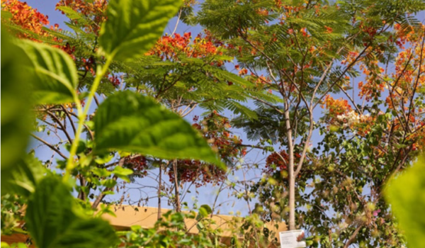 Dubai’s flame tree season: 1,200 more trees to shade your streets