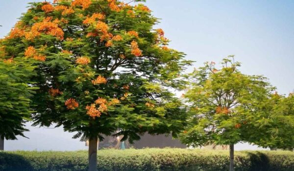 Sheikh Hamdan calls for Dubai’s streets and parks to be lined with flame trees this summer