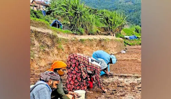 Summer rains bring new hope to Vattavada’s famous garlic farms