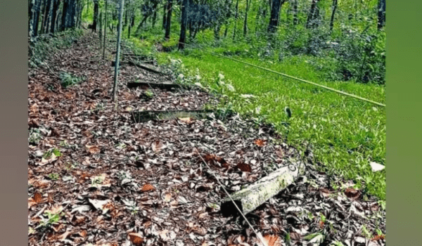 Wild elephants learn to break solar fencing in Perumbavoor