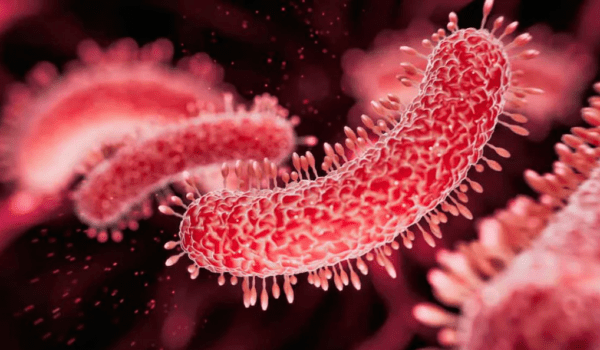 Shigella cases in Wayanad rise to 8; schools shut till June 14.