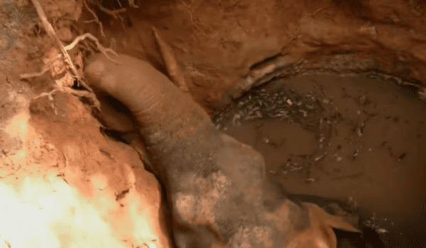 Elephant Trapped in Well as Rescue Efforts Face Protest in Kothamangalam