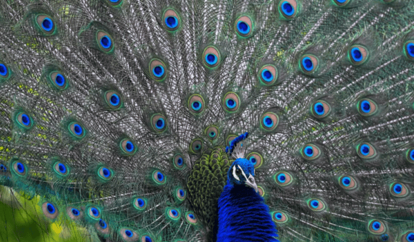 India revives a diplomatic tradition, gifting five peacocks to UN Geneva