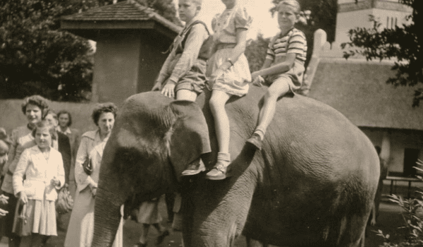 Palakkad to Berlin: The Story Behind an Elephant’s Remarkable Journey
