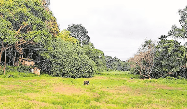 Caught Between Forest Rules and Legal Hurdles, High-Range Families Await Land Titles