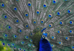 Peacock