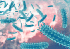 Shigella