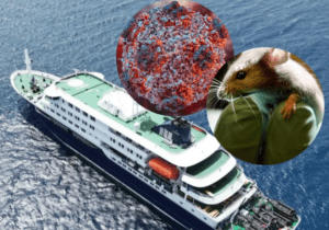 rat