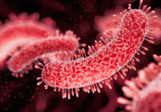 shigella